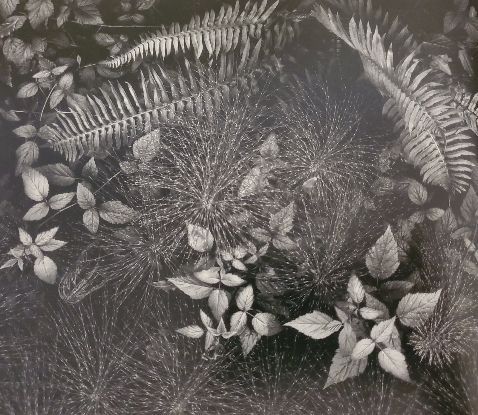 Ansel Adams, Leaves, Mills College, California, C. 1931: Photographer: Ansel Adams (American, 1902 - 1984) - Internationally renowned American photographer. One of the most influential artists in photographic history. Title: "Leaves, Mills College, Californ