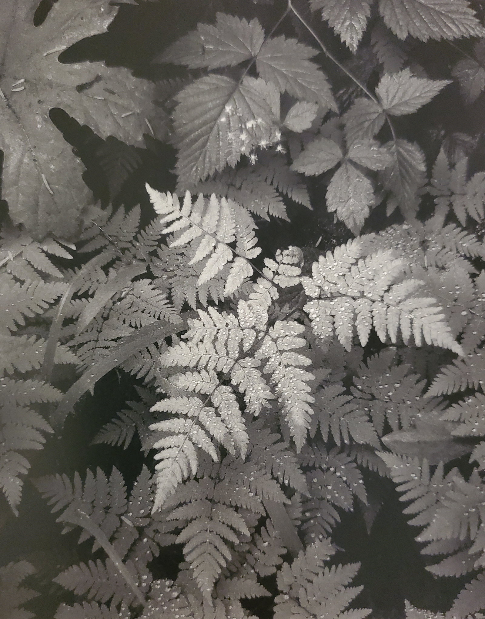 Ansel Adams, Leaves, Mount Rainier National Park, Washington: Photographer: Ansel Adams (American, 1902 - 1984) - Internationally renowned American photographer. One of the most influential artists in photographic history. Title: "Leaves, Mount Rainier National 
