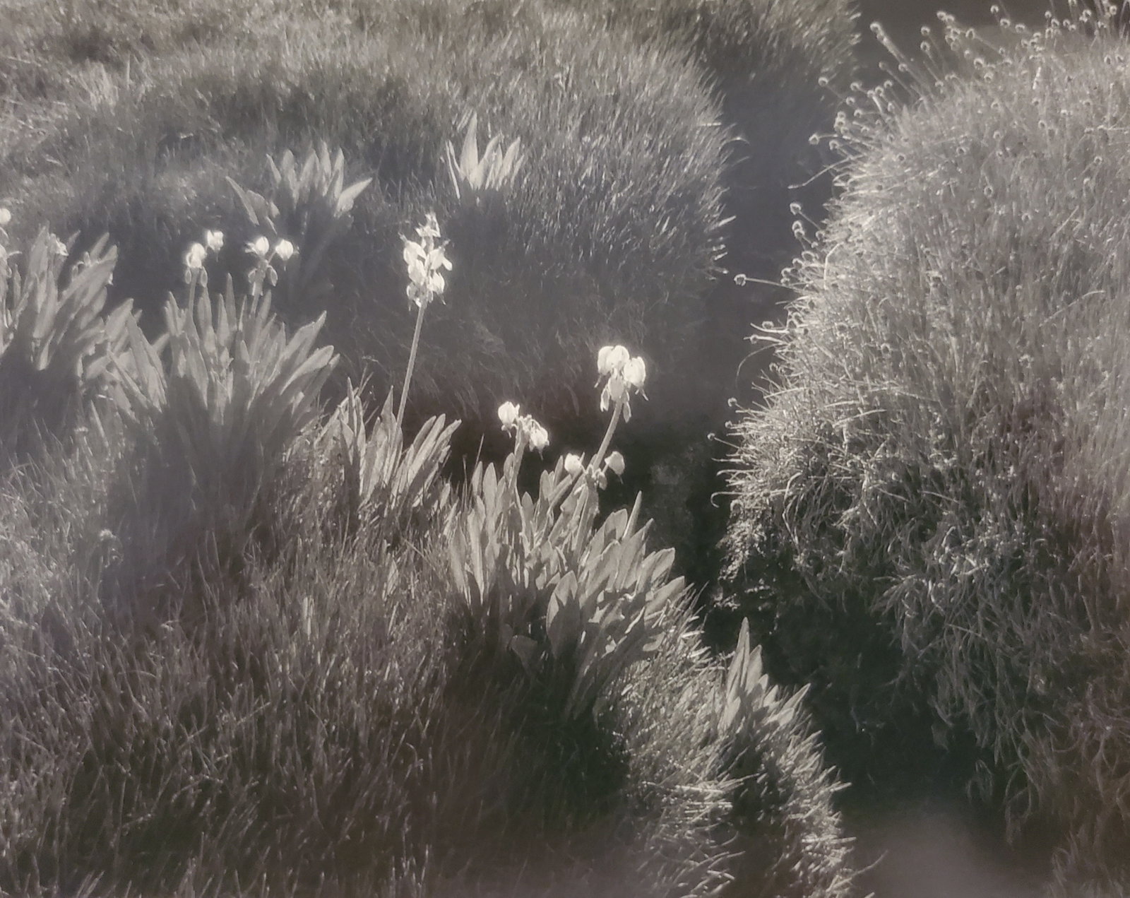 Ansel Adams, Meadow Detail, Sequoia National Park, California, 1930: Photographer: Ansel Adams (American, 1902 - 1984) - Internationally renowned American photographer. One of the most influential artists in photographic history. Title: "Meadow Detail, Sequoia National