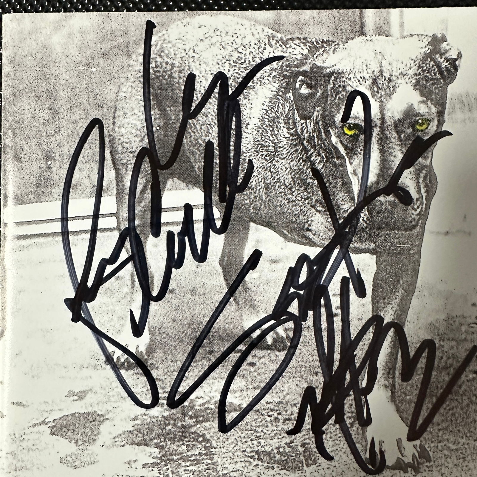 Alice in Chains Autographed CD Cover LAYNE JERRY MIKE SEAN (1 of 1)