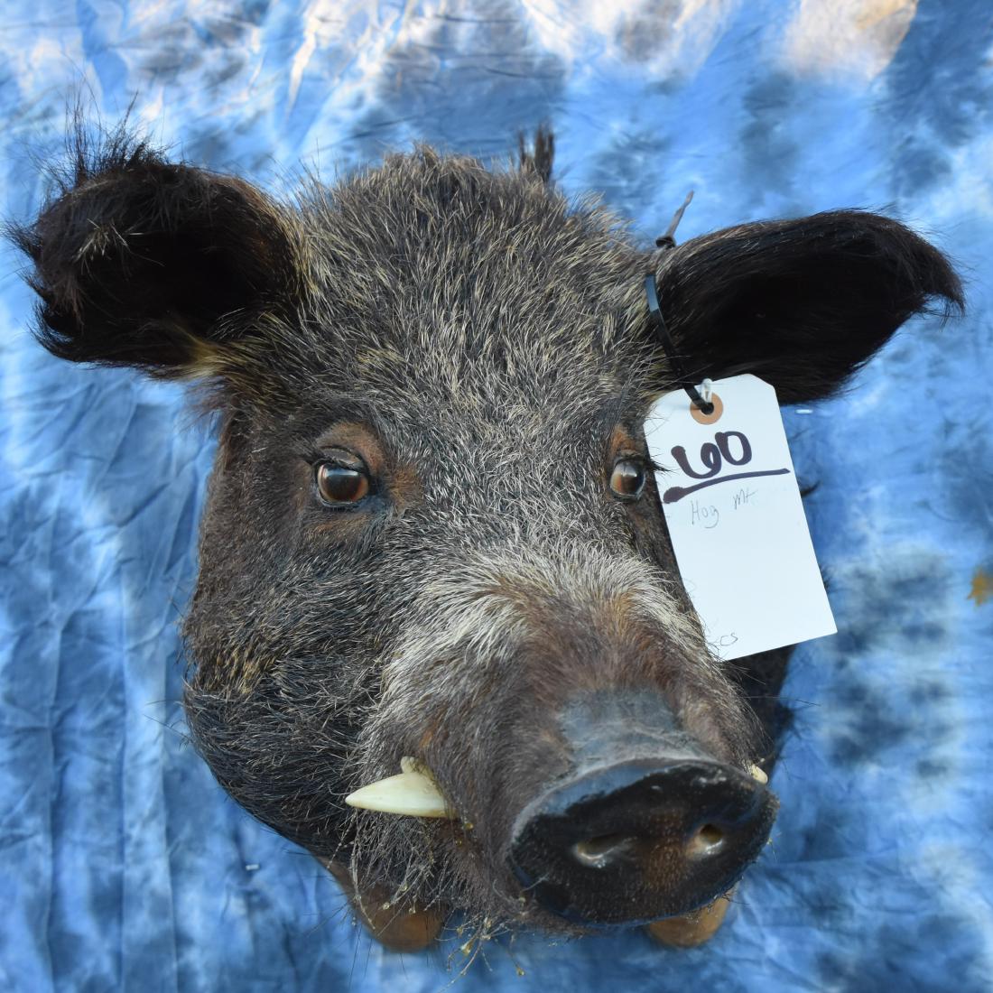 HOG MT: HOG MT