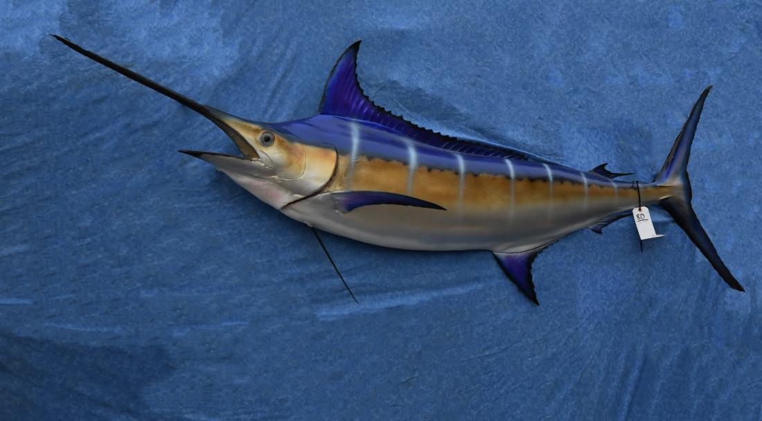 8' MARLIN: 8' MARLIN