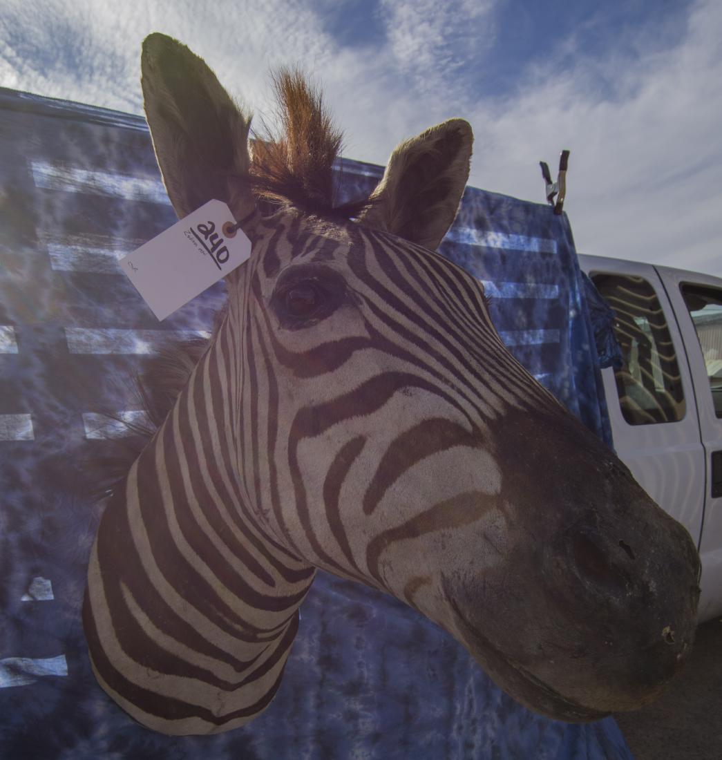 ZEBRA MT: ZEBRA MT