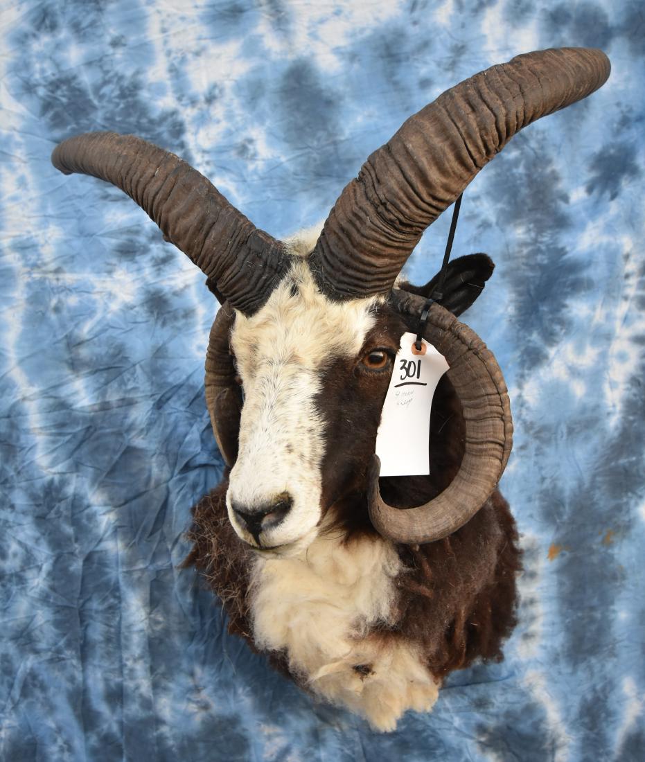 FOUR HORN JACOBS SHEEP