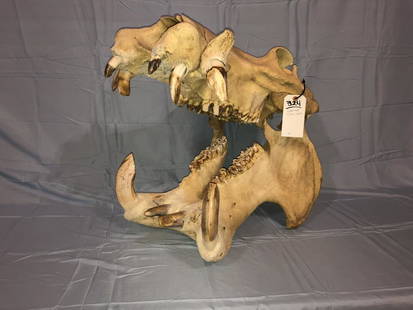 HIPPO SKULL W/REAL TEETH: HIPPO SKULL W/REAL TEETH