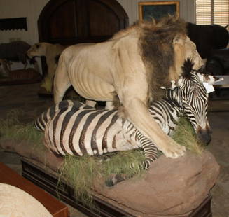 FB AFRICAN LION W/FB ZEBRA (TX RES ONLY): FB AFRICAN LION W/FB ZEBRA (TX RES ONLY)