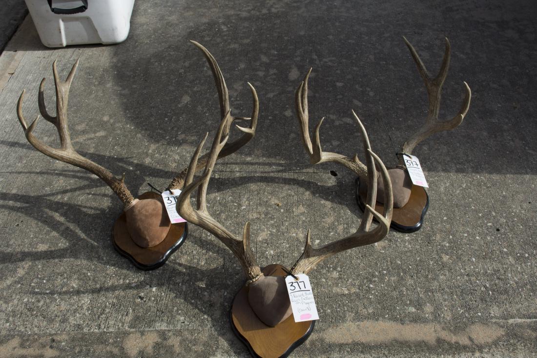 3 DESERT MULE DEER ANTLERS ON PLAQUES (ONE$): 3 DESERT MULE DEER ANTLERS ON PLAQUES (ONE$)