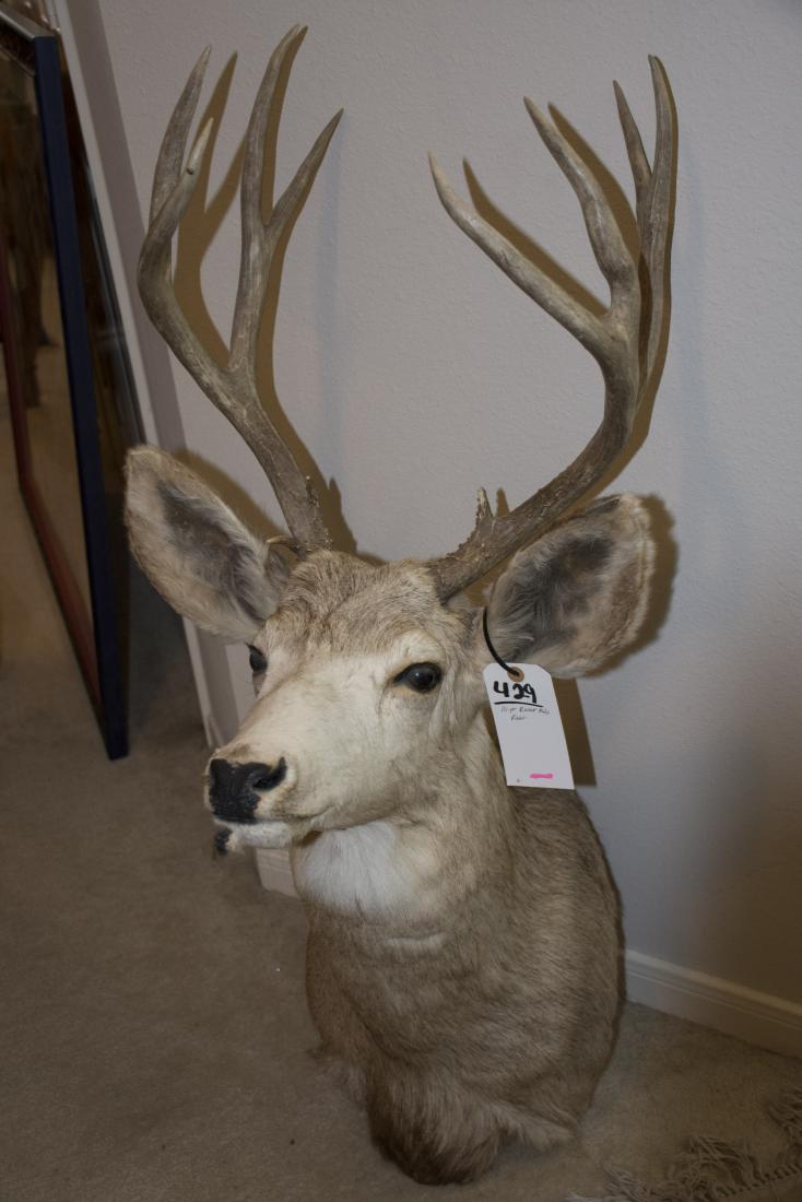 DESERT MULE DEER 10PT SM: DESERT MULE DEER 10PT SM