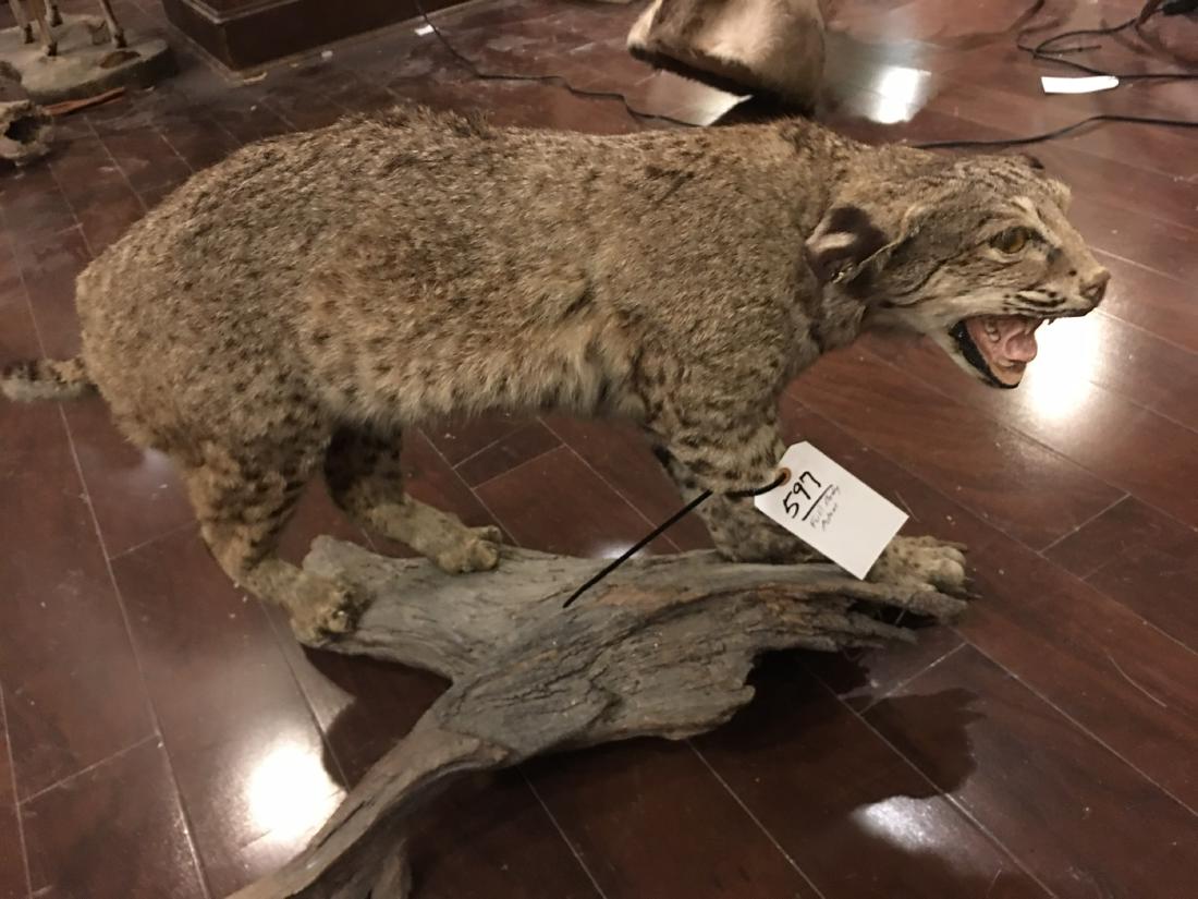 FB BOBCAT: FB BOBCAT