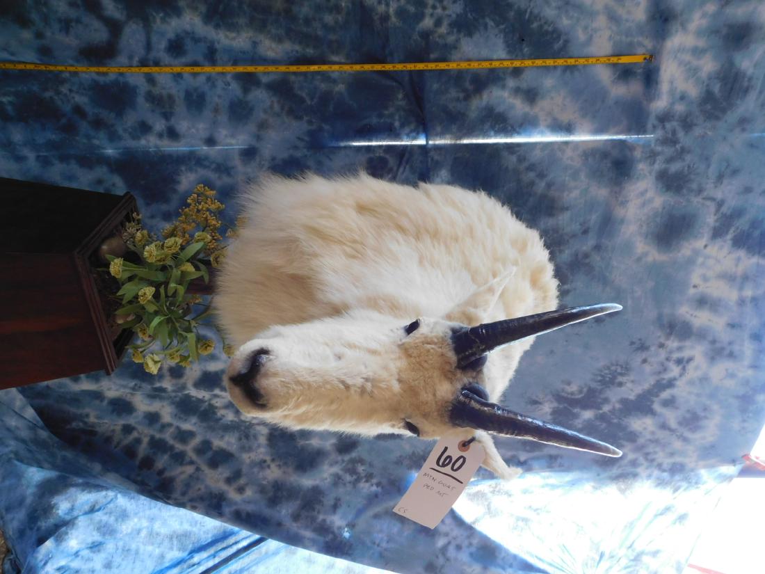 MTN GOAT PED MT (1 of 2)