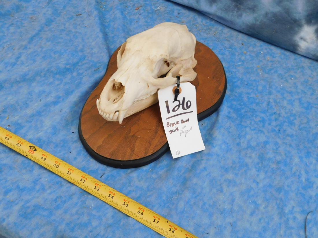 BLACK BEAR SKULL ON PLAQUE (1 of 1)