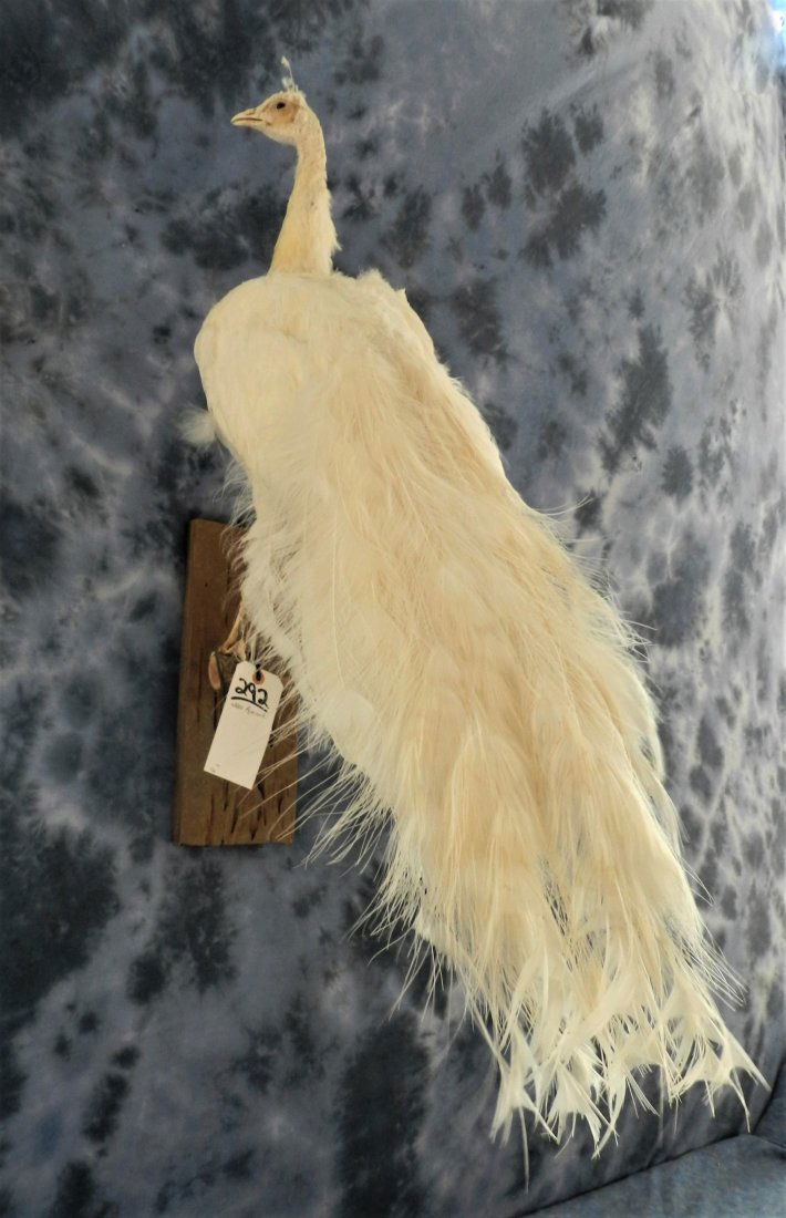 WHITE PEACOCK (1 of 1)