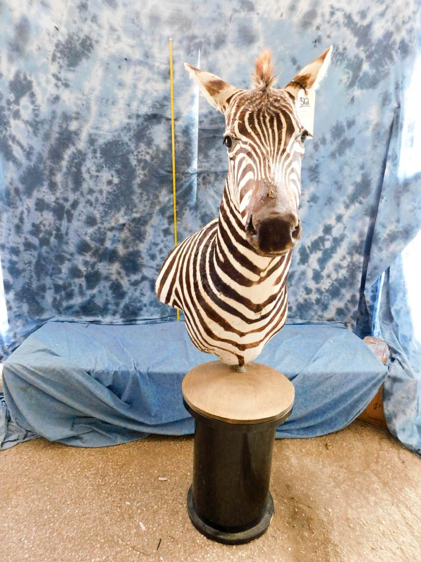 ZEBRA PED MT (1 of 2)