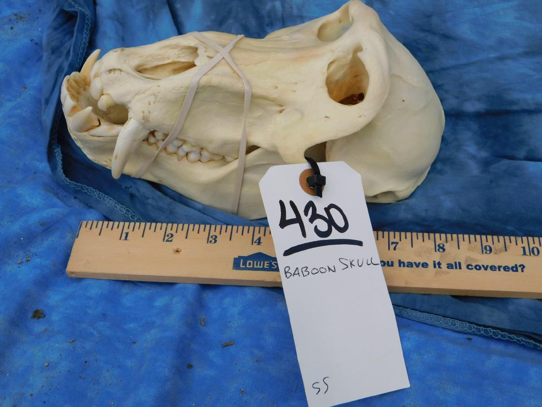 BABOON SKULL (1 of 1)
