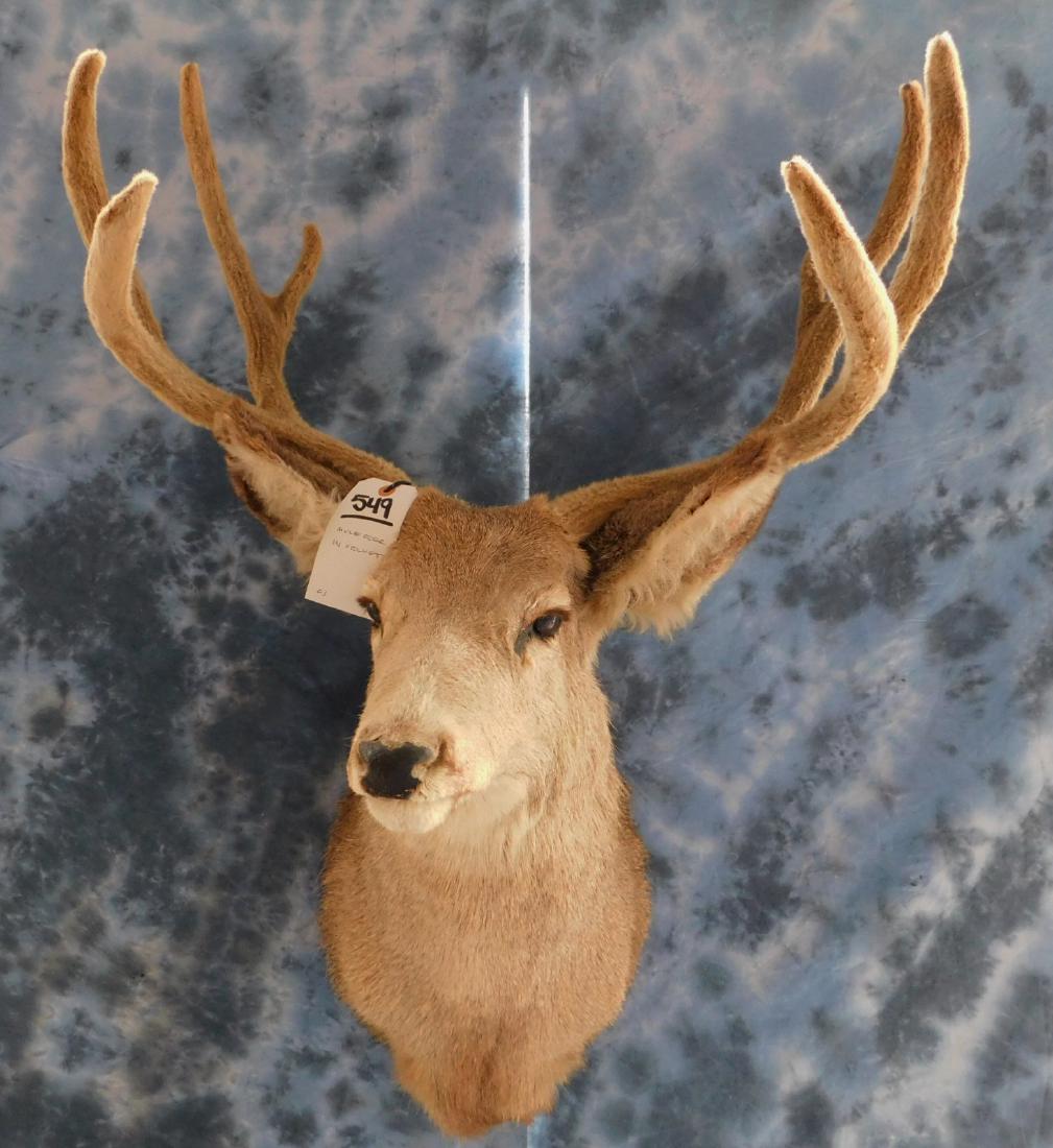 MULE DEER IN VELVET: TAXIDERMY & COLLECTIBLES