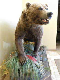 XXL KODIAK BEAR ON ALL 4 -SUPER NICE: TAXIDERMY & COLLECTIBLES