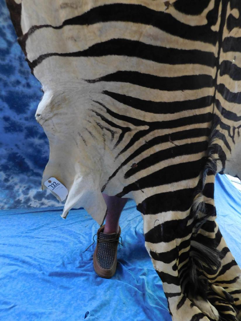 ZEBRA HIDE: TAXIDERMY & COLLECTIBLES