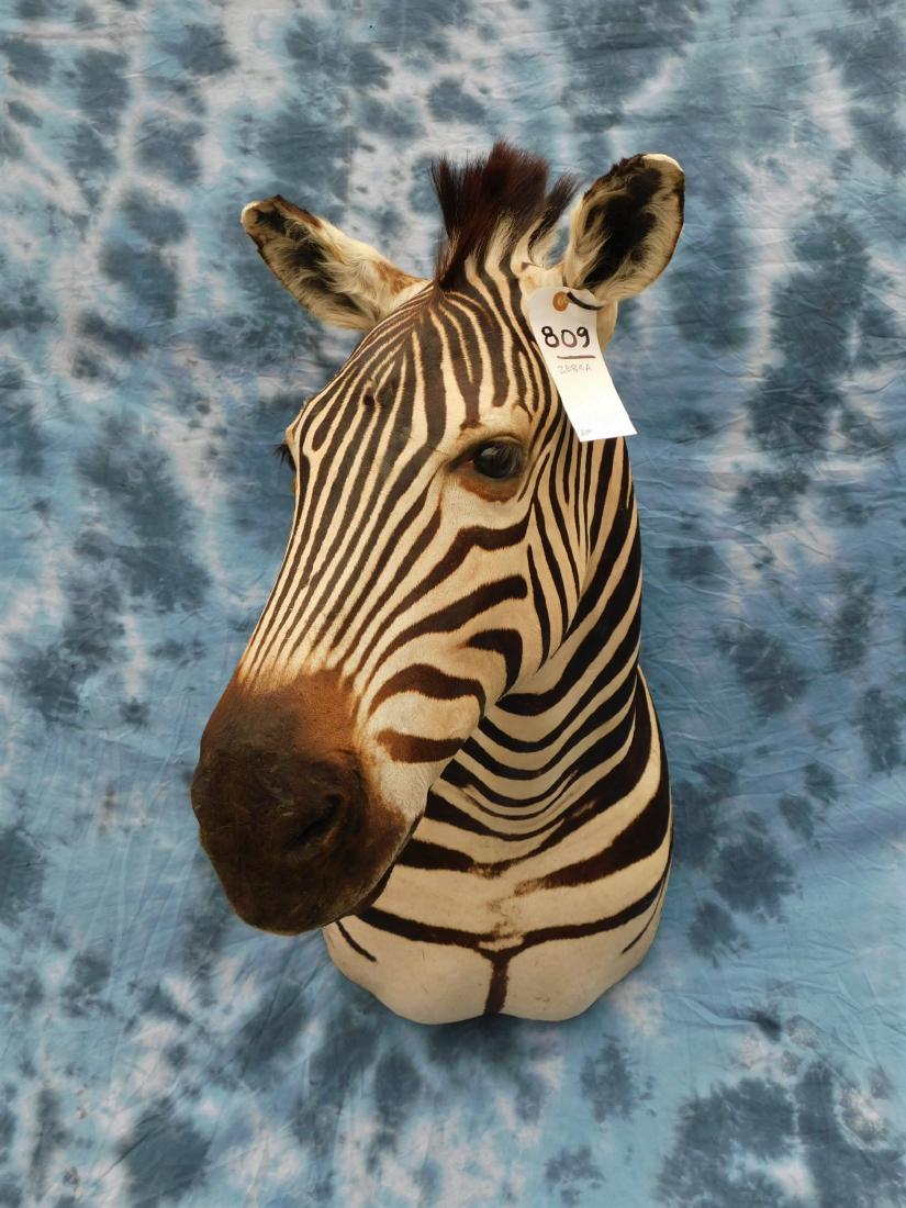 ZEBRA: TAXIDERMY & COLLECTIBLES