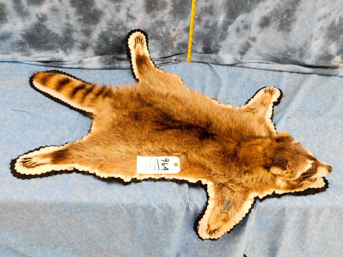RACOON HIDE W/ HEAD: TAXIDERMY & COLLECTIBLES