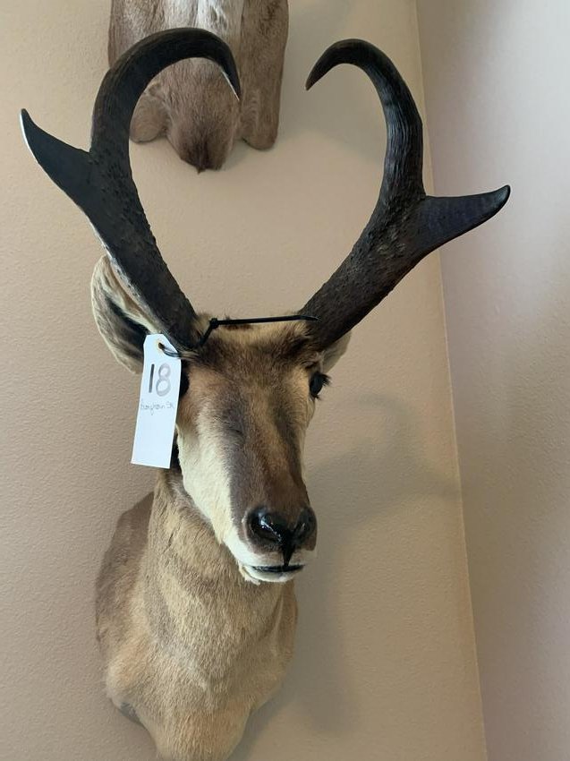 PRONGHORN SH MT (1 of 1)