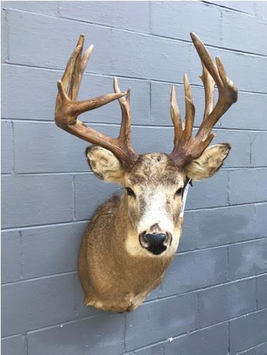 HUGE 18PT NEW WHITETAIL DEER SH MT (1 of 3)