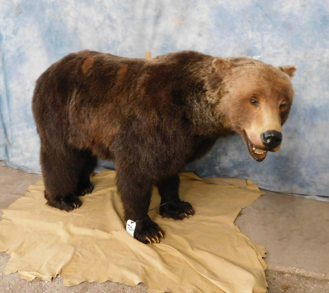FB BROWN BEAR ON 4 LEGS -NO BASE (1 of 3)