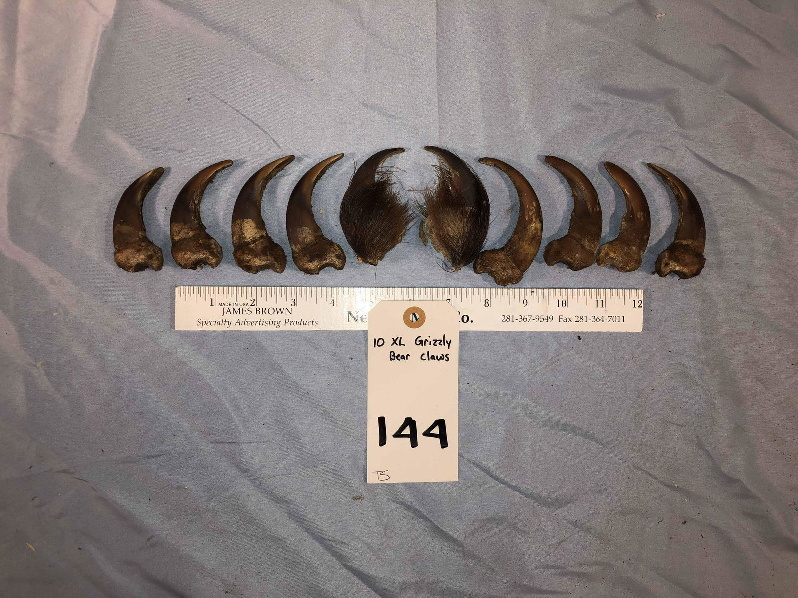 10 XL GRIZZLY BEAR CLAWS (10x$) - Oct 25, 2019 | Taxidermy King in Texas