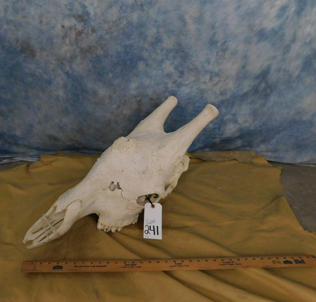 XL GIRAFFE SKULL (1 of 2)