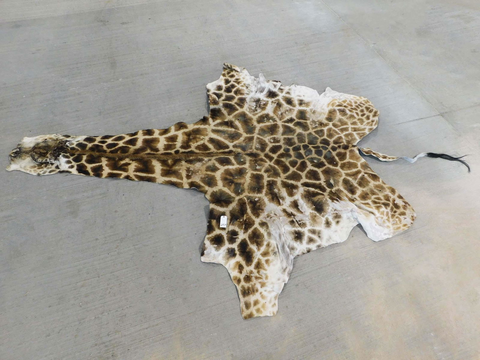 FB GIRAFFE HIDE -HUGE -HEAVY (1 of 2)