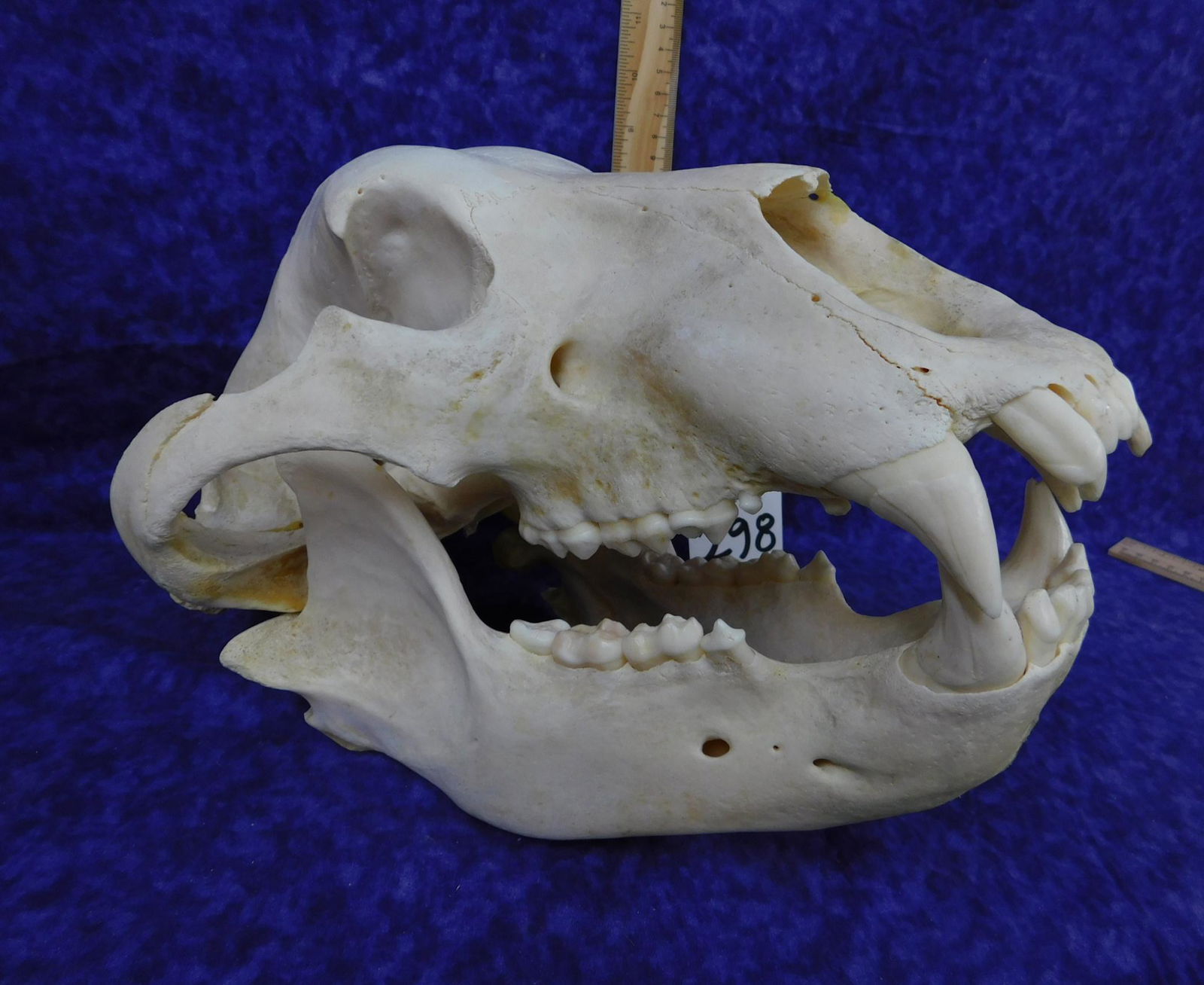 XL GRIZZLY BEAR SKULL (1 of 4)