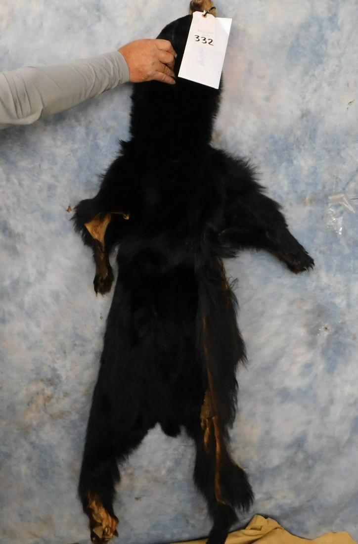 BLACK BEAR HIDE -HAS DRY ROT (1 of 1)
