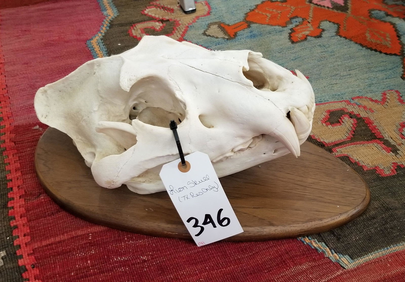 LION SKULL (TX RES ONLY) (1 of 3)