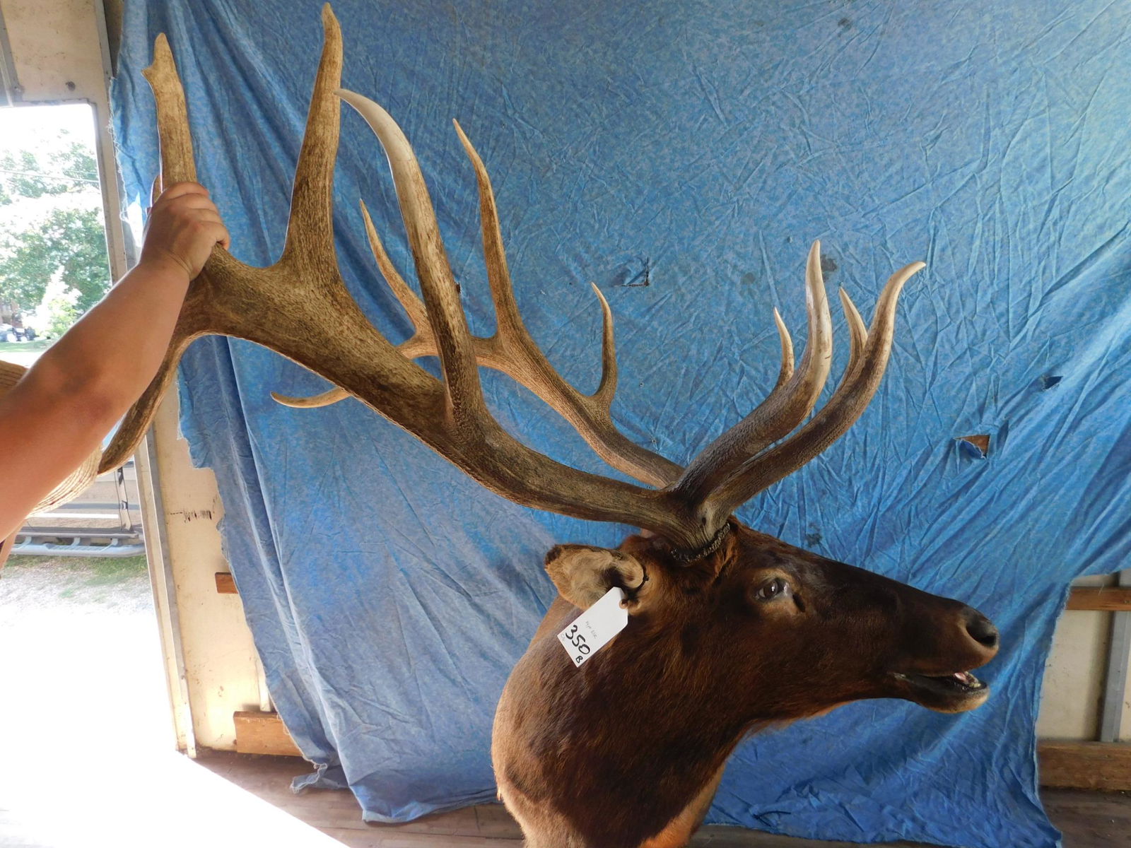 14PT ELK SH MT (1 of 2)