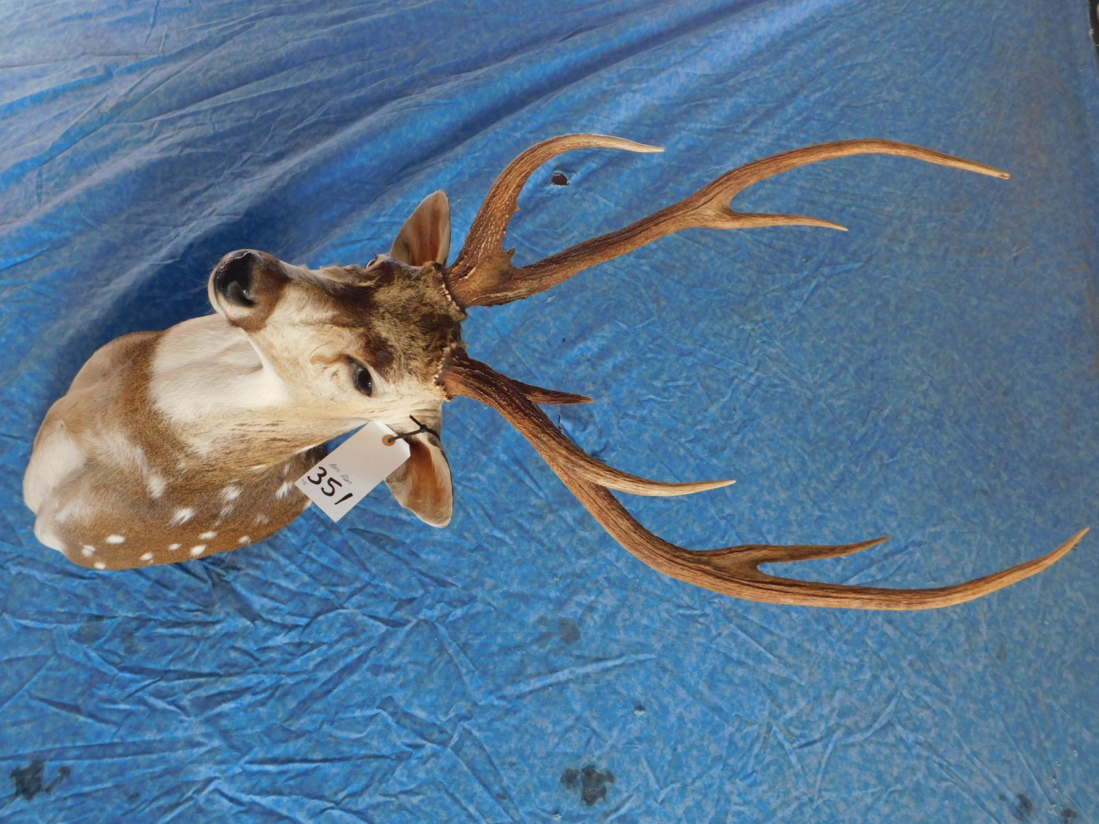 AXIS DEER SH MT: TAXIDERMY
