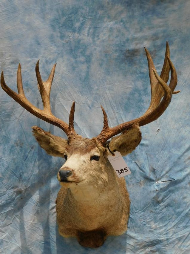 MULE DEER SH MT: TAXIDERMY