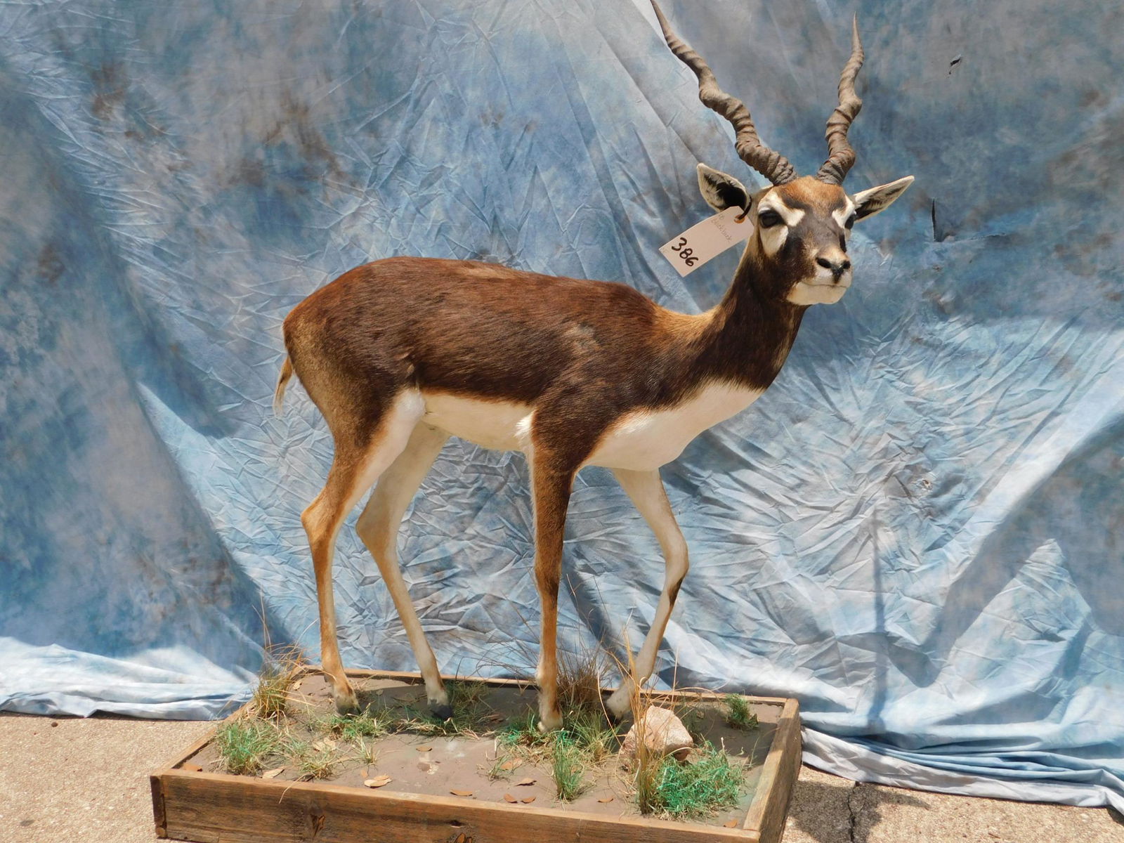 FB BLACKBUCK (1 of 2)