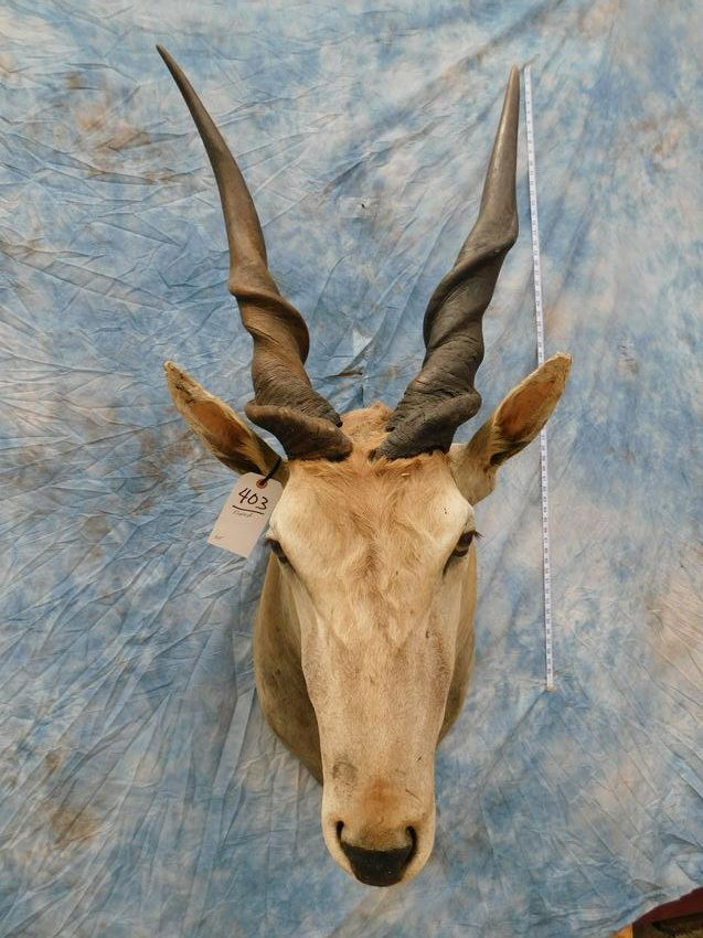 ELAND SH MT (1 of 2)