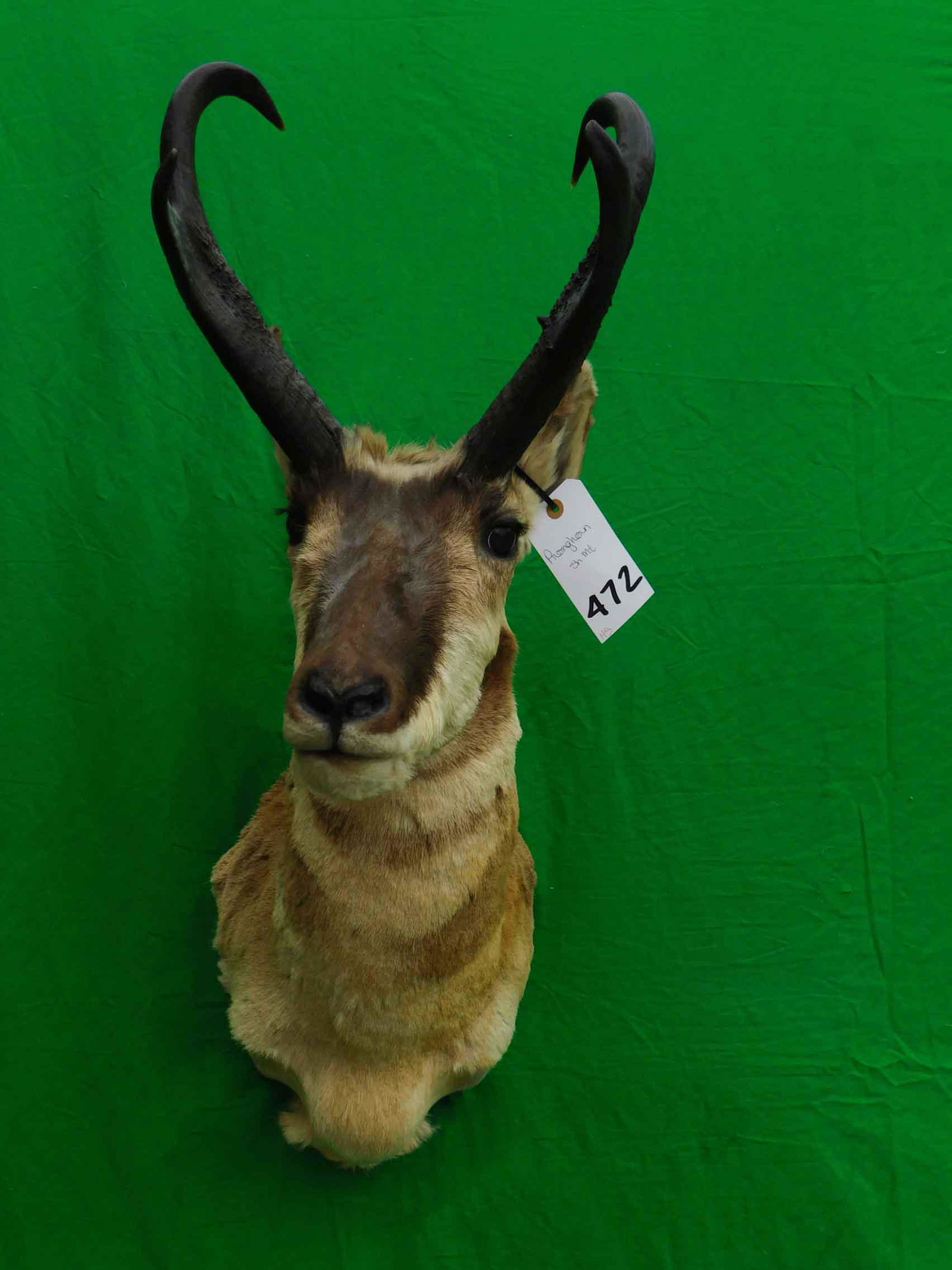 PRONGHORN SH MT (1 of 2)