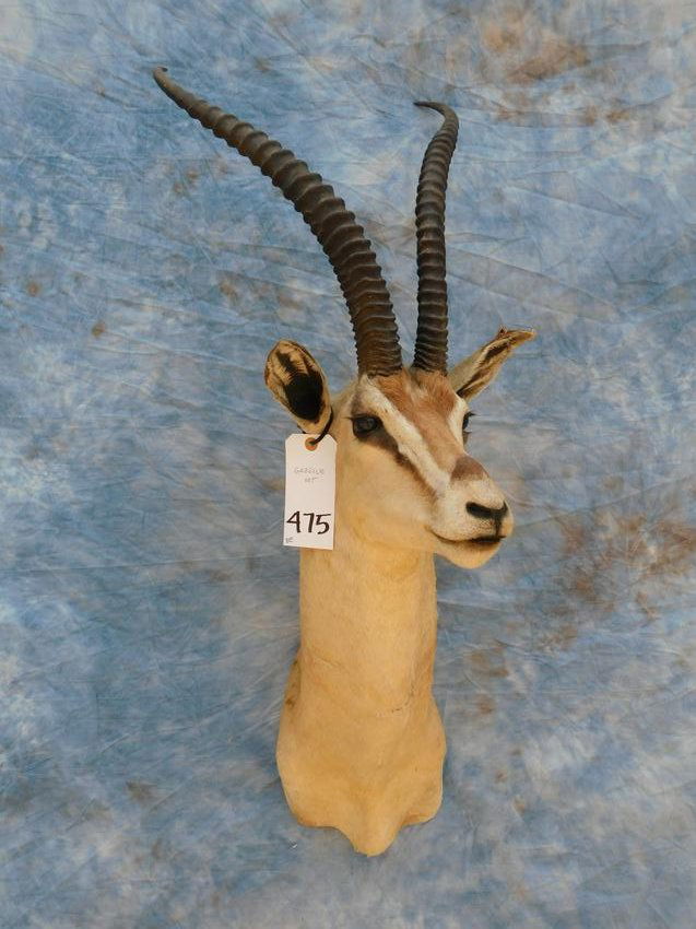 gazelle 25