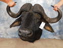 CAPE BUFFALO SH MT 39" SPREAD