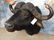 CAPE BUFFALO SH MT 39" SPREAD - 2