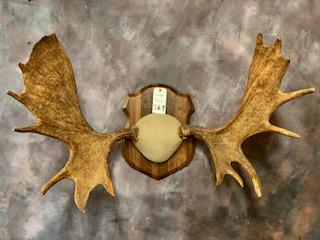 MOOSE HORN MT (1 of 1)