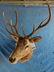 SMALL 5x5 ELK