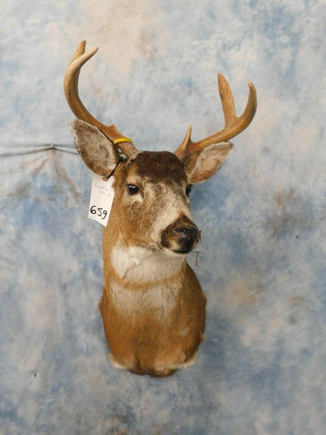 BLACKTAIL DEER MT (1 of 2)
