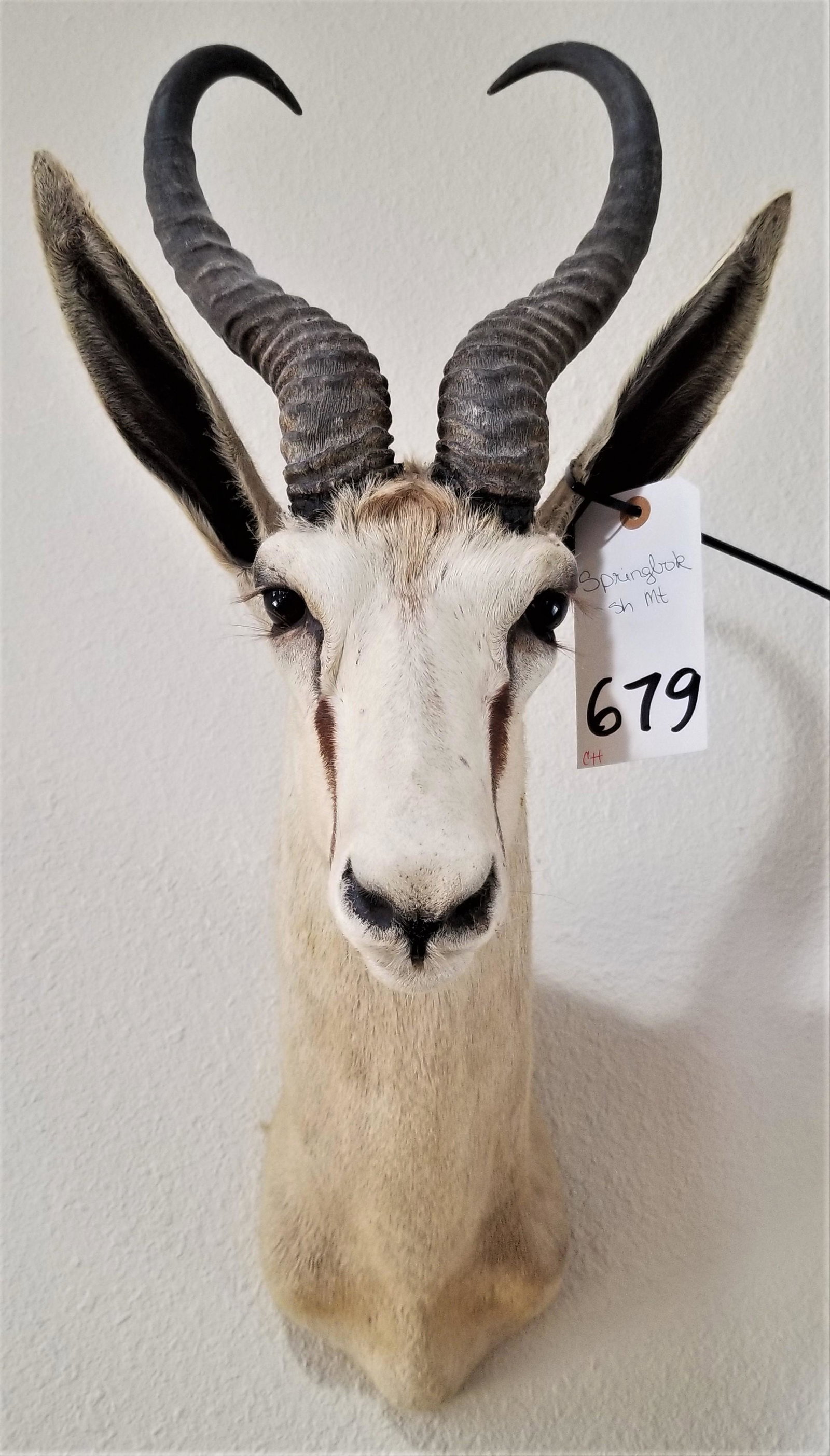 SPRINGBOK SH MT (1 of 2)