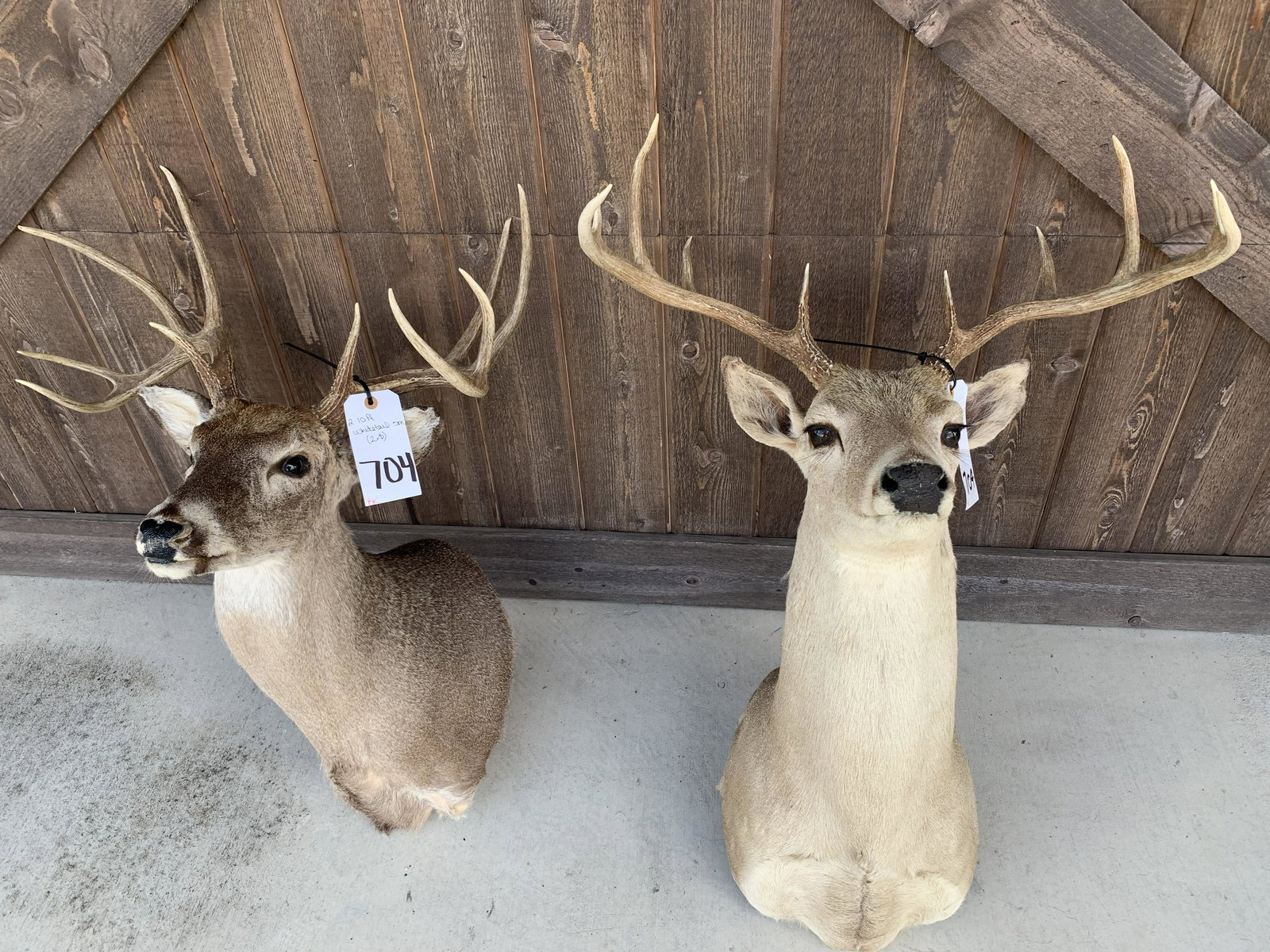 2 10PT WHITETAIL SH MT (2x$) (1 of 1)