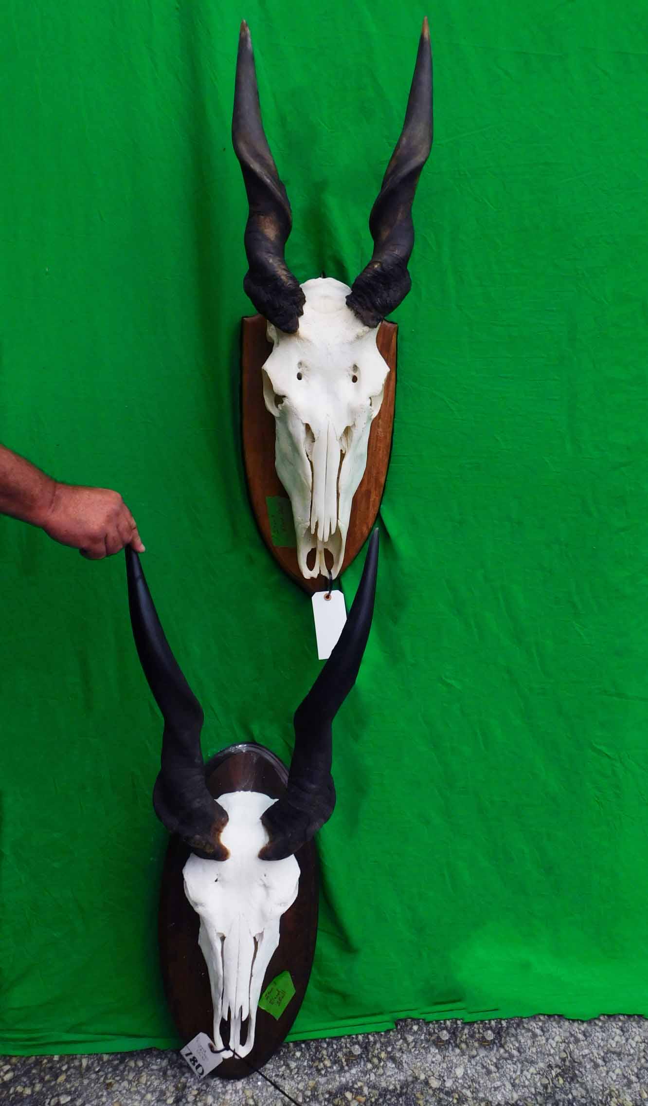 2 ELAND SKULLS (2x$) (1 of 2)
