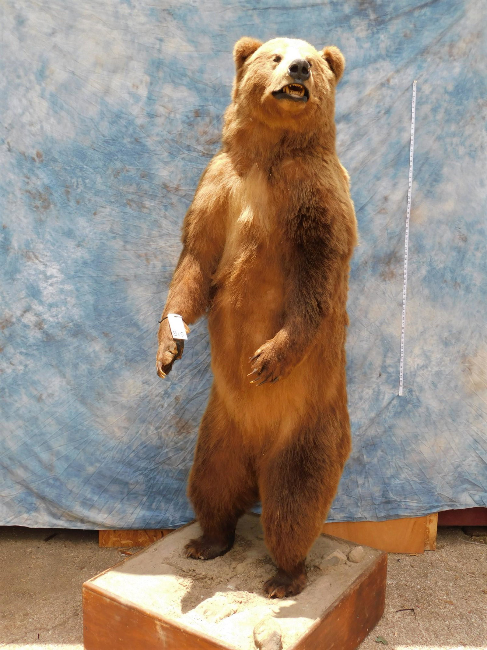 FB BROWN BEAR (1 of 2)