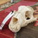LEOPARD SKULL (TX RES ONLY)