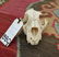 LEOPARD SKULL (TX RES ONLY) - 3
